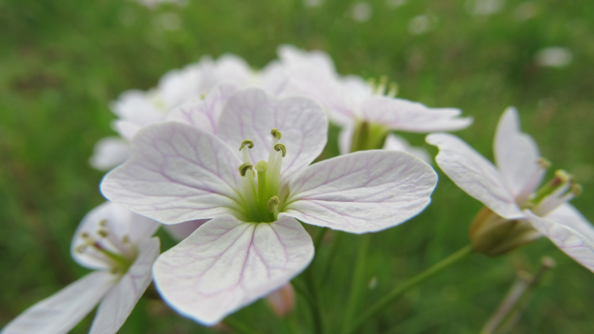 OSTARA ou l’équinoxe de printemps